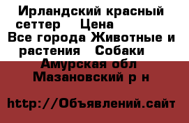 Ирландский красный сеттер. › Цена ­ 30 000 - Все города Животные и растения » Собаки   . Амурская обл.,Мазановский р-н